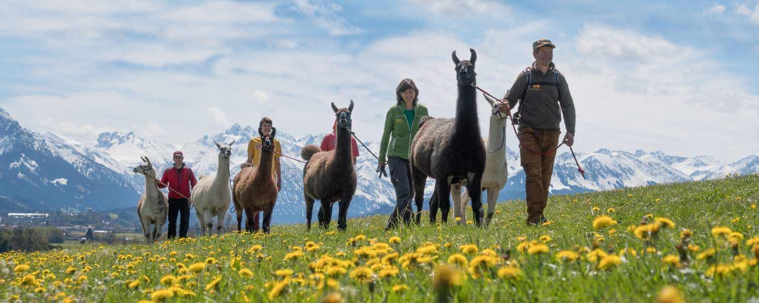 Geführte Lama-Wanderungen im Allgäu